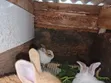 Young Rabbits for Sale - Various Breeds - 4