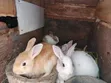 Young Rabbits for Sale - Various Breeds - 5