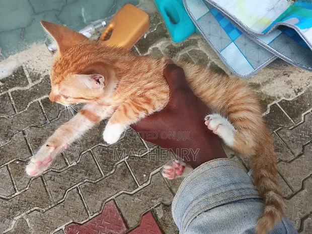 American Shorthair Kitten - 1-3 Months Old - 1