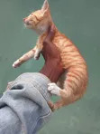 American Shorthair Kitten - 1-3 Months Old - 2