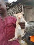 American Shorthair Kitten - 1-3 Months Old - 3