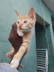 American Shorthair Kitten - 1-3 Months Old - 4