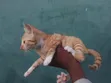 American Shorthair Kitten - 1-3 Months Old - 5