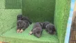 Yaran German Shepherd Na Gaskiya (Wata 1-3) - 1
