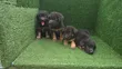 Yaran German Shepherd Na Gaskiya (Wata 1-3) - 3
