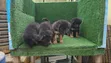 Yaran German Shepherd Na Gaskiya (Wata 1-3) - 4
