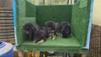 Yaran German Shepherd Na Gaskiya (Wata 1-3) - 5