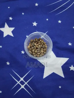 Ghana Seed / Miracle Seed for Weight Loss & Detox