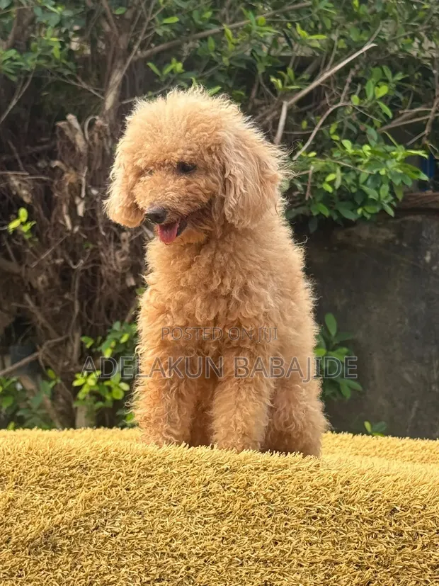 Macefiyar 'Yar Poodle - Mai Sama da Shekara 1 - 1