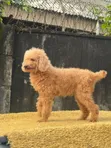 Macefiyar 'Yar Poodle - Mai Sama da Shekara 1 - 2