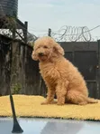 Macefiyar 'Yar Poodle - Mai Sama da Shekara 1 - 3
