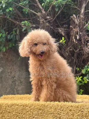 Macefiyar 'Yar Poodle - Mai Sama da Shekara 1