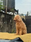 Macefiyar 'Yar Poodle - Mai Sama da Shekara 1 - 5