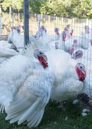 High Quality Turkey Birds for Sale