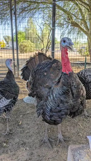 High Quality Turkey Birds for Sale