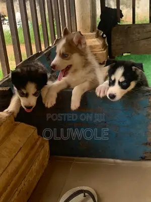 Purebred Siberian Husky Puppy - 1-3 Months Old