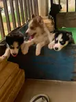 Purebred Siberian Husky Puppy - 1-3 Months Old - 1