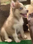 Purebred Siberian Husky Puppy - 1-3 Months Old - 2