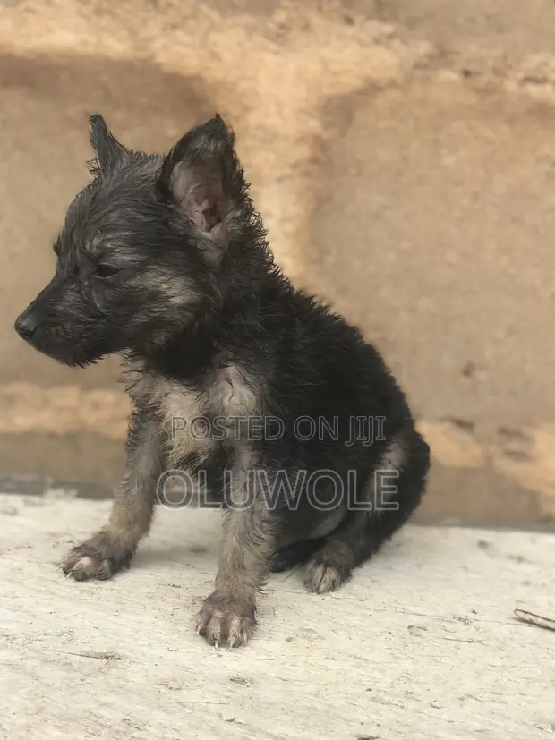 German Shepherd Mai Gauraye Namiji, Watan 1-3 - 1