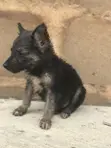 German Shepherd Mai Gauraye Namiji, Watan 1-3 - 1