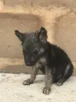 German Shepherd Mai Gauraye Namiji, Watan 1-3 - 2