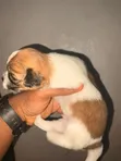Zuriya Mai Kyau Ta Lhasa Apso (Namiji, 0-1 Wata) - 1