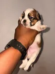 Zuriya Mai Kyau Ta Lhasa Apso (Namiji, 0-1 Wata) - 2