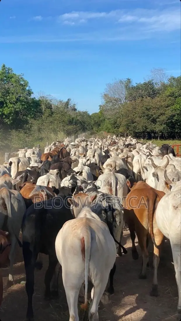 Healthy Cows for Sale - Wholesale & Bulk - 1