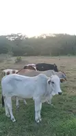 Healthy Cows for Sale - Wholesale & Bulk - 2