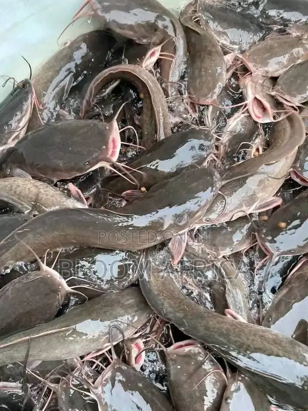Premium Catfish and Mackerel (Titus) - 1