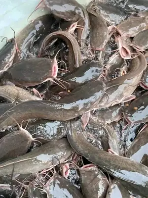 Premium Catfish and Mackerel (Titus)