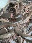 Premium Catfish and Mackerel (Titus) - 1