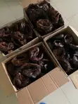 Premium Catfish and Mackerel (Titus) - 2