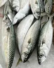 Premium Catfish and Mackerel (Titus) - 3