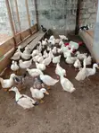 Pekin Ducks for Sale - 1