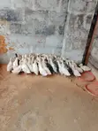 Pekin Ducks for Sale - 2