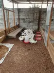 Pekin Ducks for Sale - 3