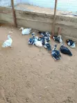 Pekin Ducks for Sale - 4
