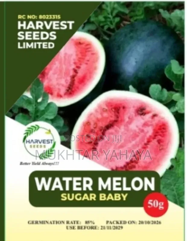 Sugar Baby Kwalba - 1st Choice - 1