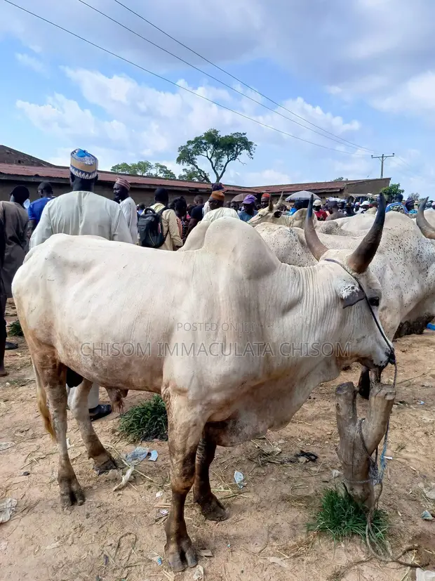 Live Cow for Sale in Awka, Anambra State - 1