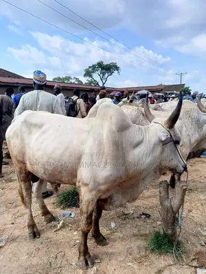 Live Cow for Sale in Awka, Anambra State