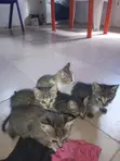 Kare, Beraye, da Dattijin Dawa Masu Karewa - 1