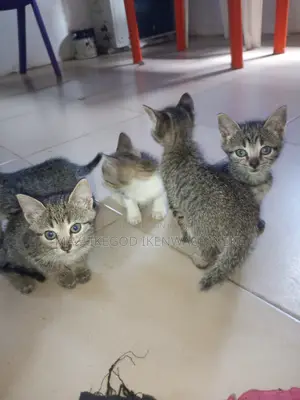 Kare, Beraye, da Dattijin Dawa Masu Karewa