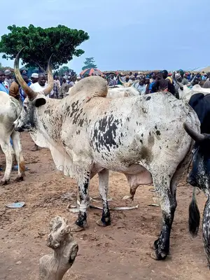 Healthy Live Cow Available in Awka, Anambra State