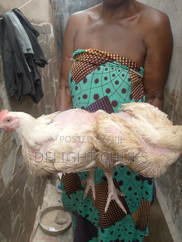Live Broiler Chickens - 2 Months Old - 1