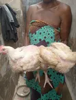 Live Broiler Chickens - 2 Months Old - 1