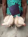 Live Broiler Chickens - 2 Months Old - 2