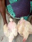 Live Broiler Chickens - 2 Months Old - 3