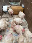 Live Broiler Chickens - 2 Months Old - 4