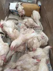 Live Broiler Chickens - 2 Months Old - 5